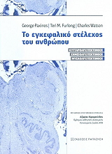 to egkefaliko stelexos toy anthropoy photo