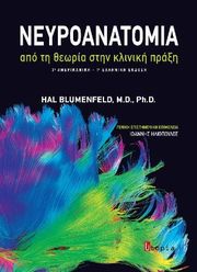 neyroanatomia photo