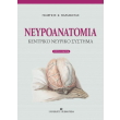 neyroanatomia kentriko neyriko systima photo neyroanatomia kentriko neyriko systima photo