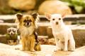 beverly hills chihuahua 2 dvd extra photo 1