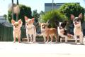 beverly hills chihuahua 2 dvd extra photo 2