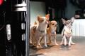 beverly hills chihuahua 2 dvd extra photo 4