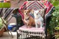 beverly hills chihuahua 2 dvd extra photo 5