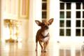 beverly hills chihuahua 2 dvd extra photo 6