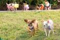 beverly hills chihuahua 2 dvd extra photo 7