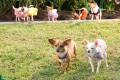 beverly hills chihuahua 2 dvd extra photo 7