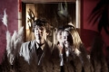 o sosias the double dvd extra photo 2