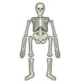kataskeyi anthropinos skeletos 3375 extra photo 1