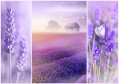 trefl puzzle 1000pz lavender fields extra photo 1