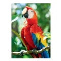 trefl puzzle 1000pz nature scarlet macaw extra photo 1