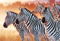 trefl puzzle 1500pz zebras extra photo 1