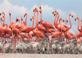 pazl 500pz flamingko extra photo 1
