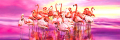 pazl 1000pz clementoni hq panorama flamingo dance 1220 39427 extra photo 1