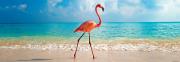 pazl 1000pz iumboldt panorama flamingko photo