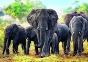 trefl puzzle 1000pz african elephants photo