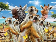 pazl 500pz meerkats selfie photo