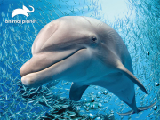 pazl 48pz dolphin photo