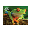 pazl 48pz tree frog photo