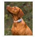 tractive gps tracker for dog mint extra photo 1