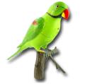 recordable parrot wireless doorbell extra photo 1