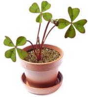 grow your own four leaf clover photo