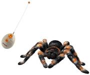 tilekateythynomeni araxni rc tarantula photo
