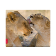 speedlinksl 6242 lion silk mousepad lion photo