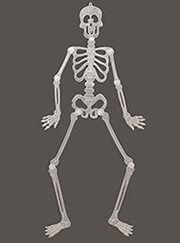 figoyra skeletos kremastos glow in dark fun world 88cm 7003 photo