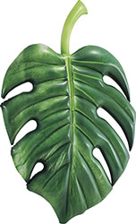 foyskoto stroma intex palm leaf photo