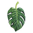 foyskoto stroma intex palm leaf photo